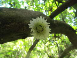 Image de Amphitecna tuxtlensis A. H. Gentry