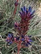 Image of Puya coerulea Lindl.