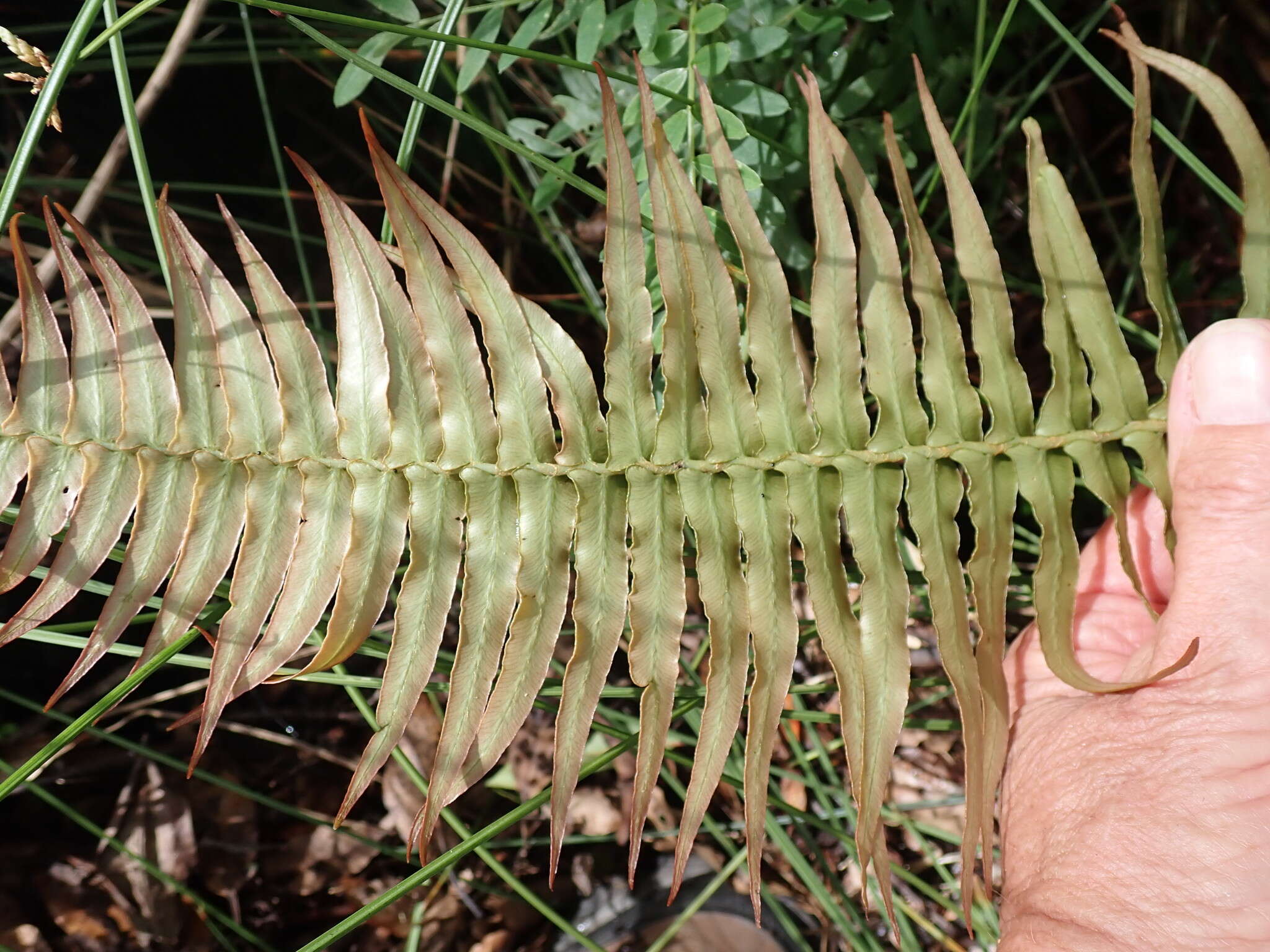 Image of Glossy Deer Fern