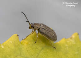 Image of Ophraella communa Le Sage 1986