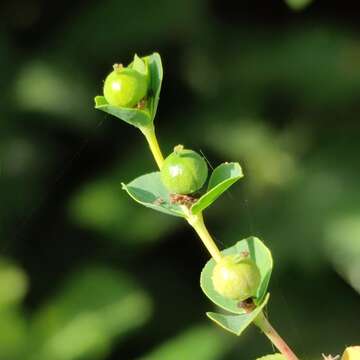 Euphorbia microsphaera Boiss. resmi