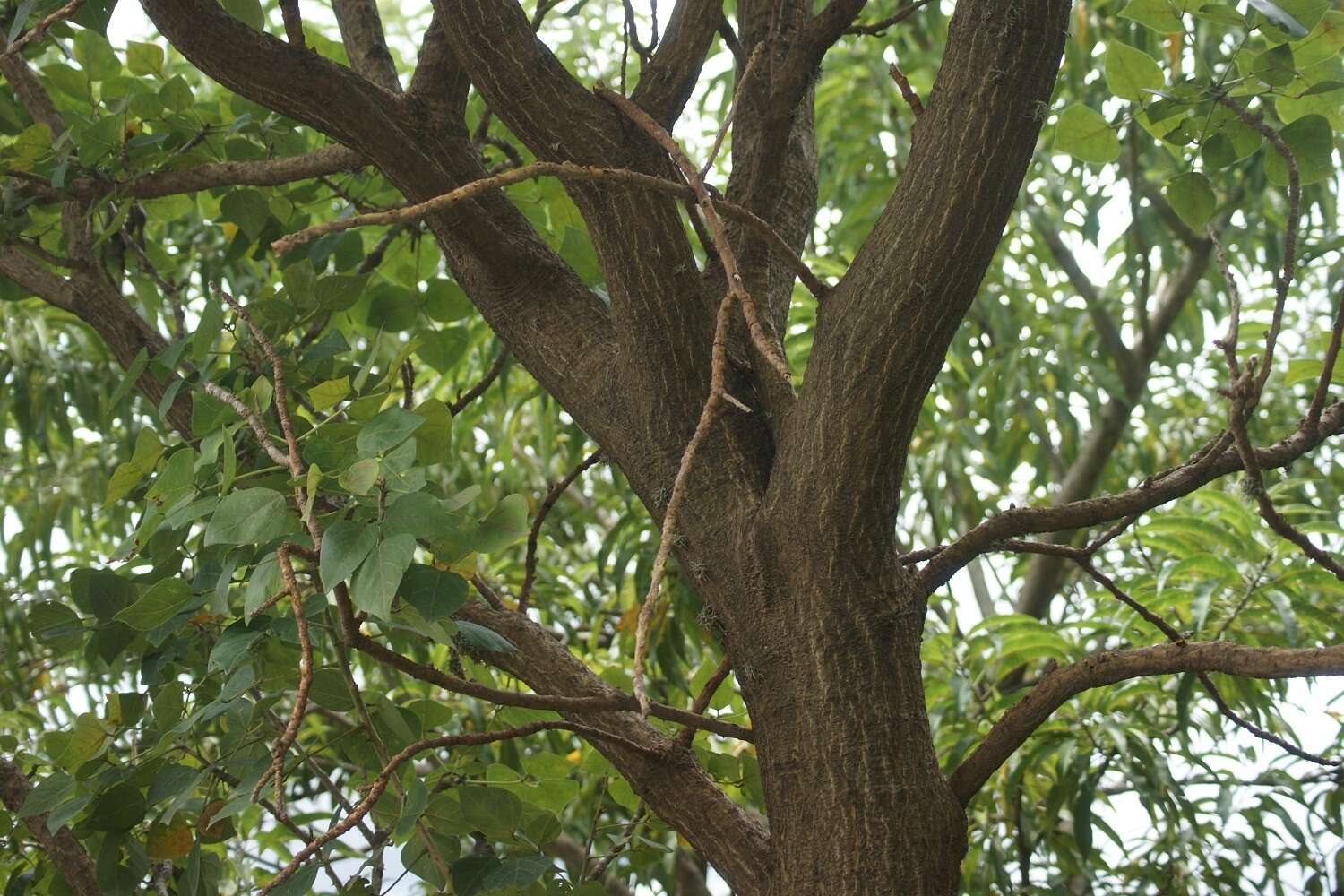 Image de Erythrina americana Mill.