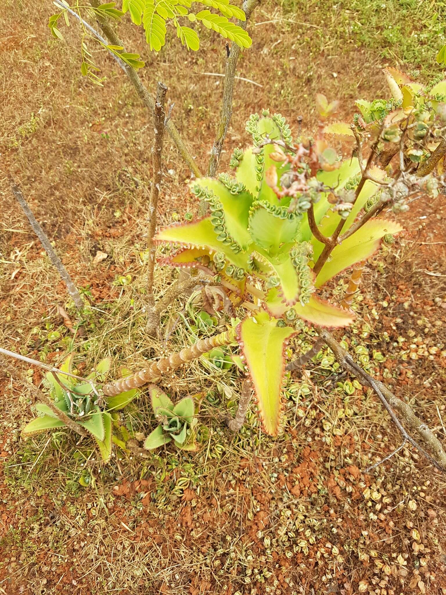 Image of Kalanchoe laetivirens Descoings