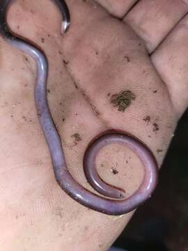 Image of Flathead Worm Snake