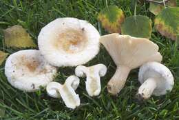 Image of Downy milkcap