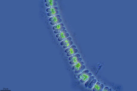 Image of <i>Sphaerozosma vertebratum</i>
