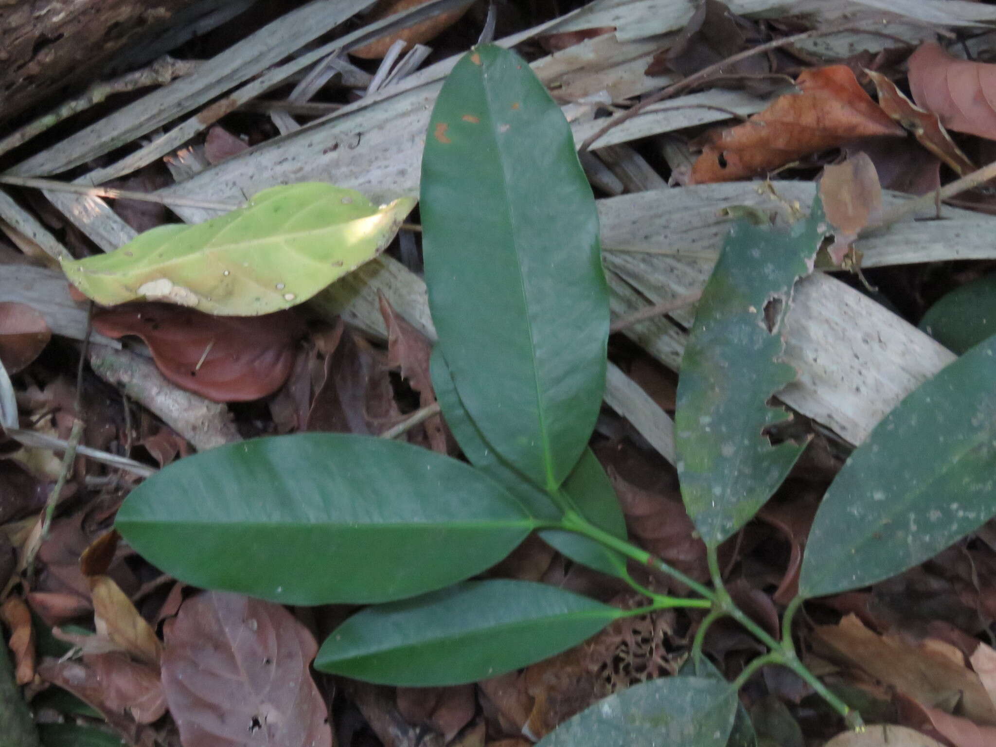 Image de Garcinia intermedia (Pittier) B. Hammel