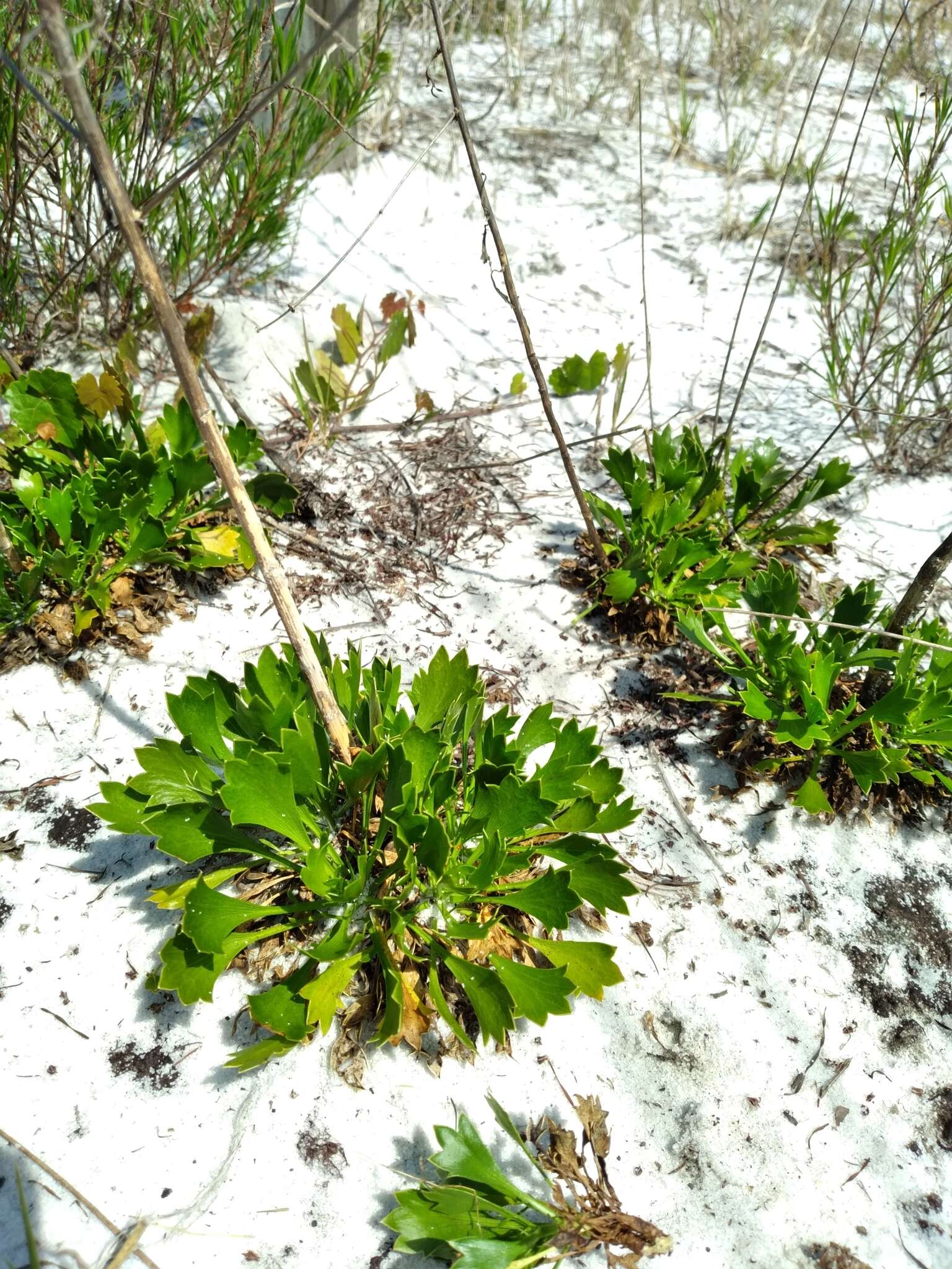 Image of wedgeleaf eryngo