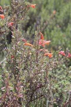 Image of Poliomintha longiflora A. Gray