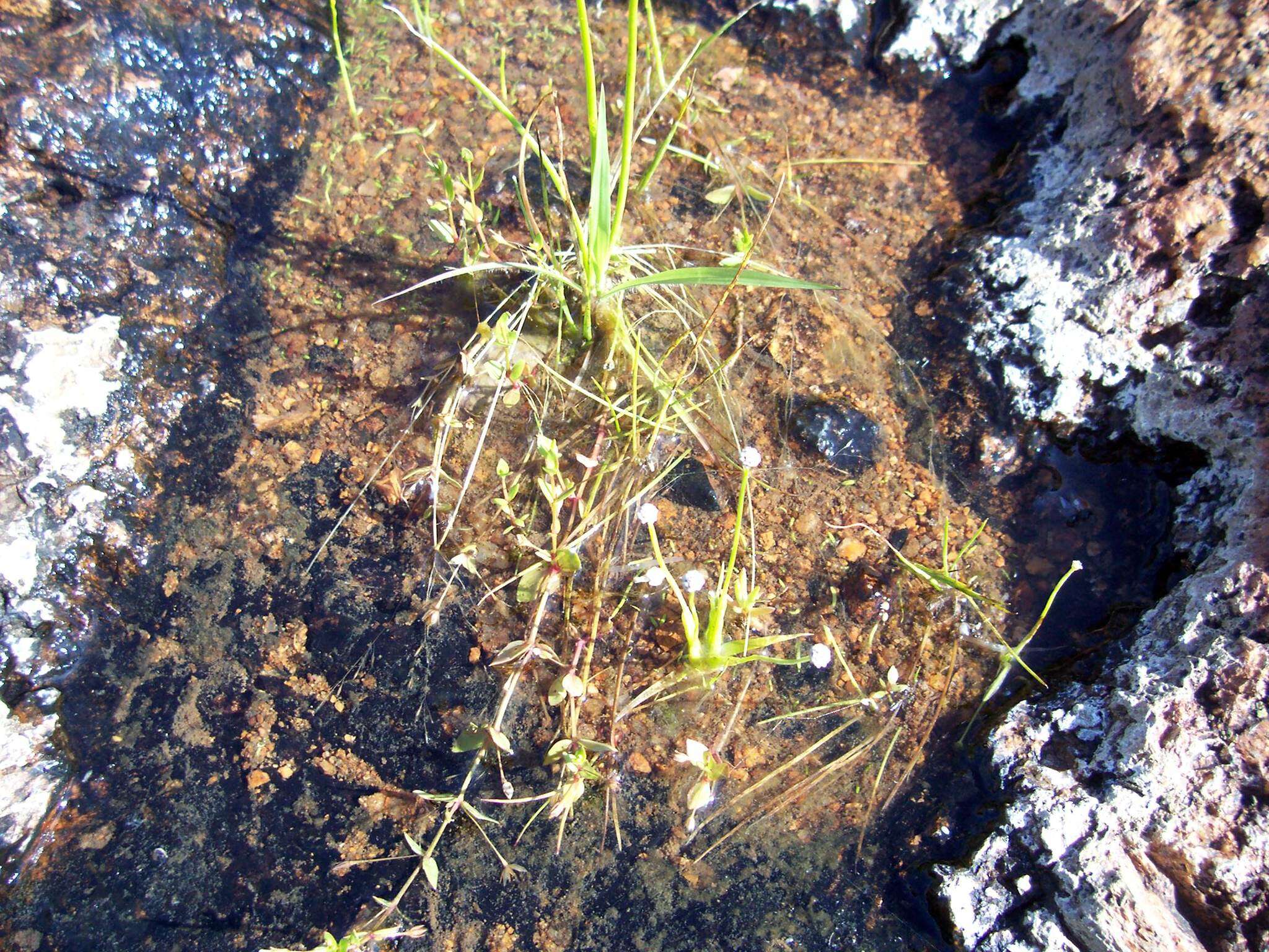 Image of Gulf Pipewort