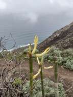 Image of Ceropegia dichotoma subsp. dichotoma