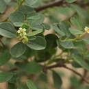 Sivun Euphorbia hindsiana Benth. kuva