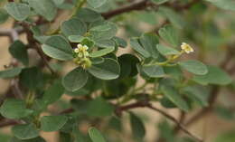 Слика од Euphorbia hindsiana Benth.