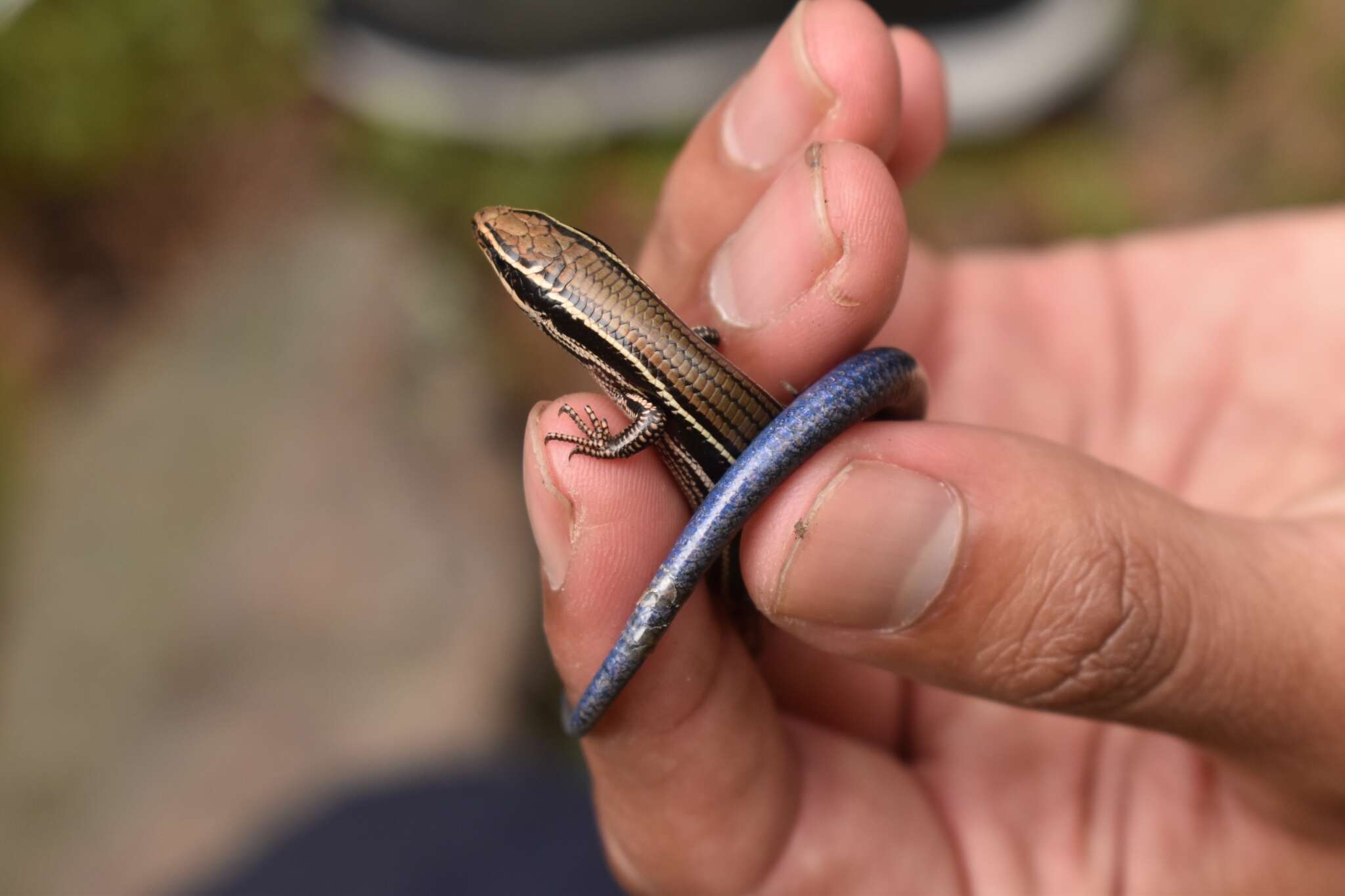 صورة Plestiodon copei (Taylor 1933)