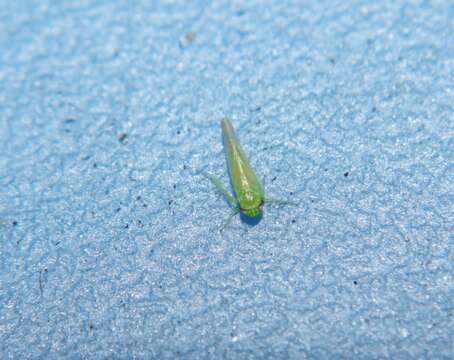 Image of Potato Leafhopper