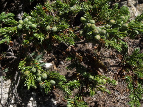 Image of common juniper