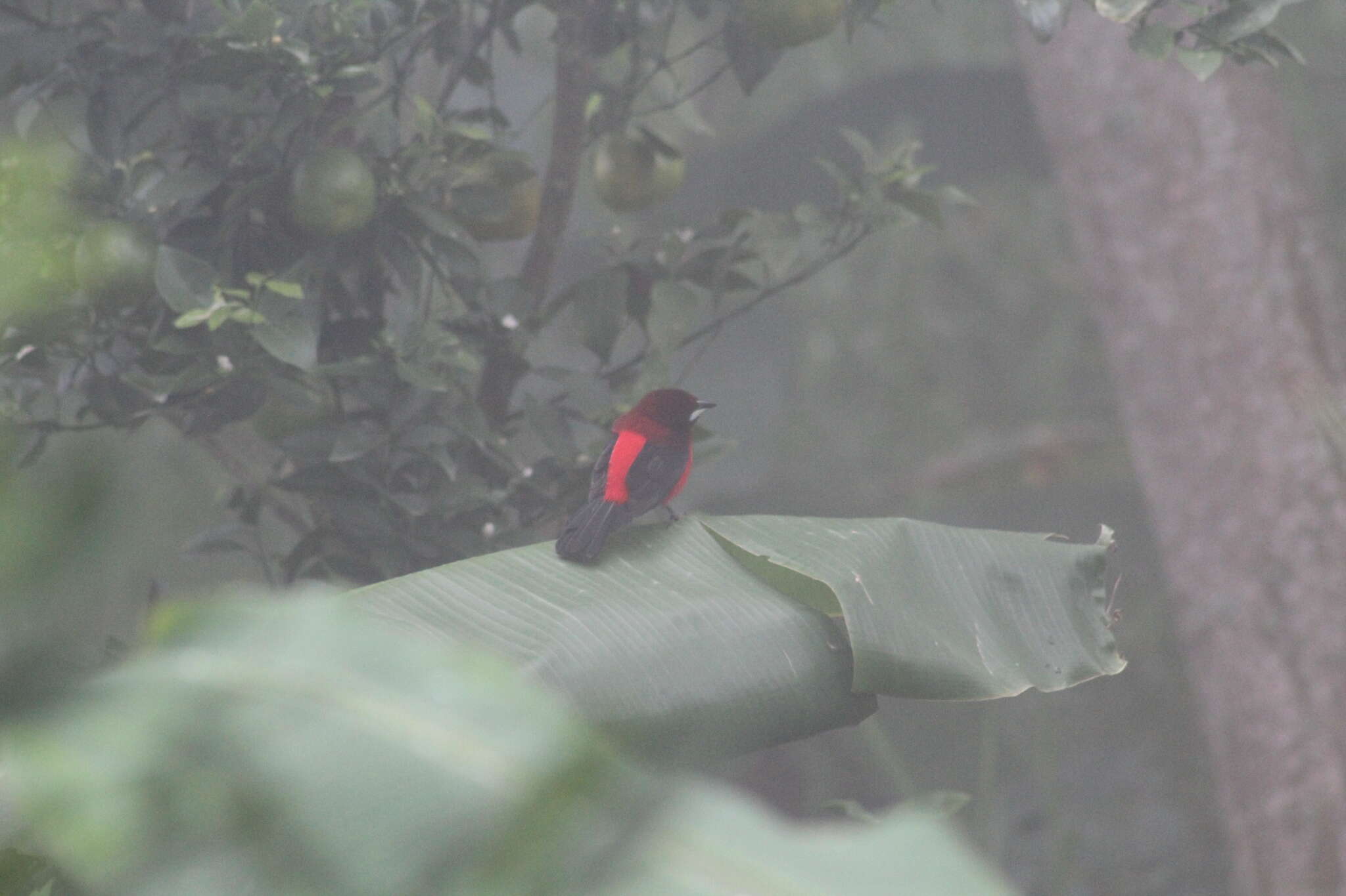 Image of Ramphocelus dimidiatus dimidiatus Lafresnaye 1837