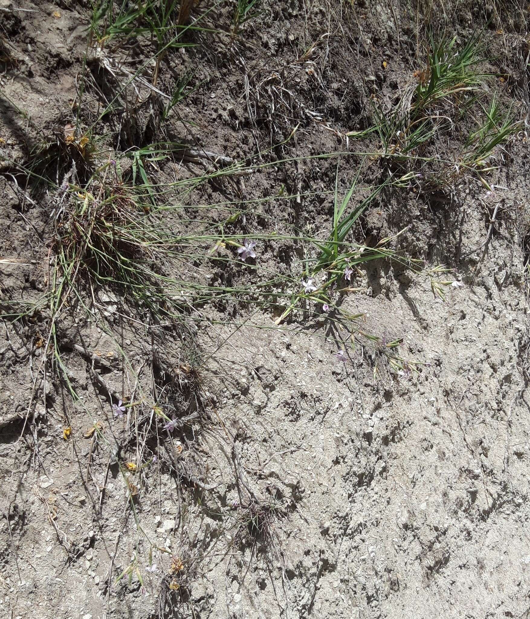 Image of Dianthus ciliatus Guss.