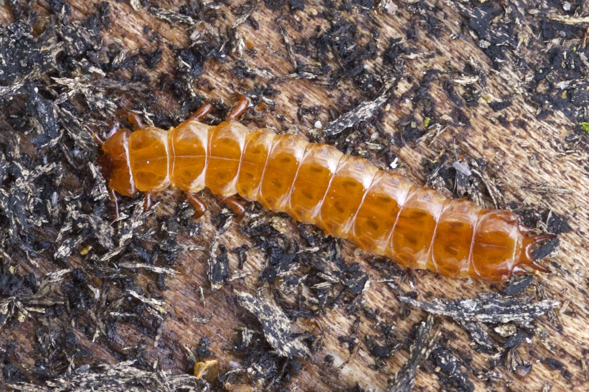 Image of Red Flat Bark Beetle