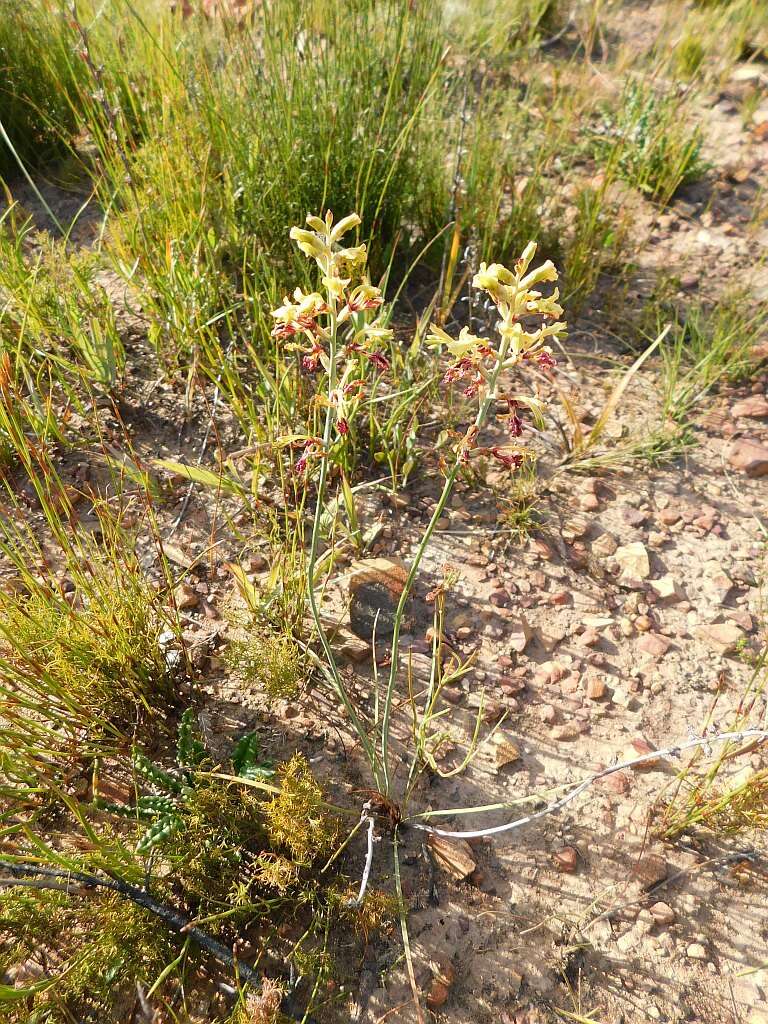 Image of Tritoniopsis parviflora (Jacq.) G. J. Lewis