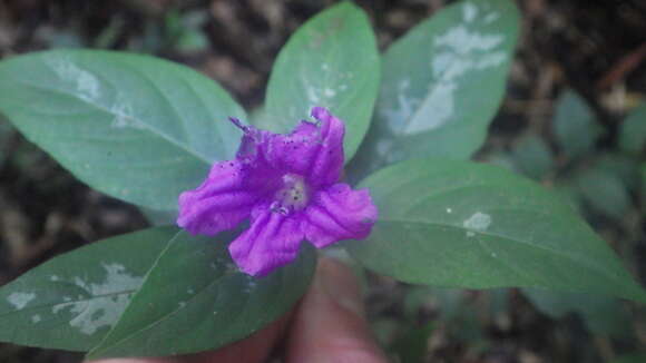 Image of Ruellia cyanea Boj. ex Nees