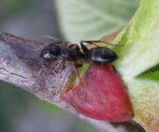 Image of Camponotus fallax (Nylander 1856)