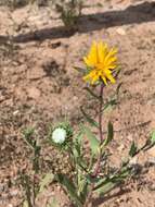 Image of rough gumweed