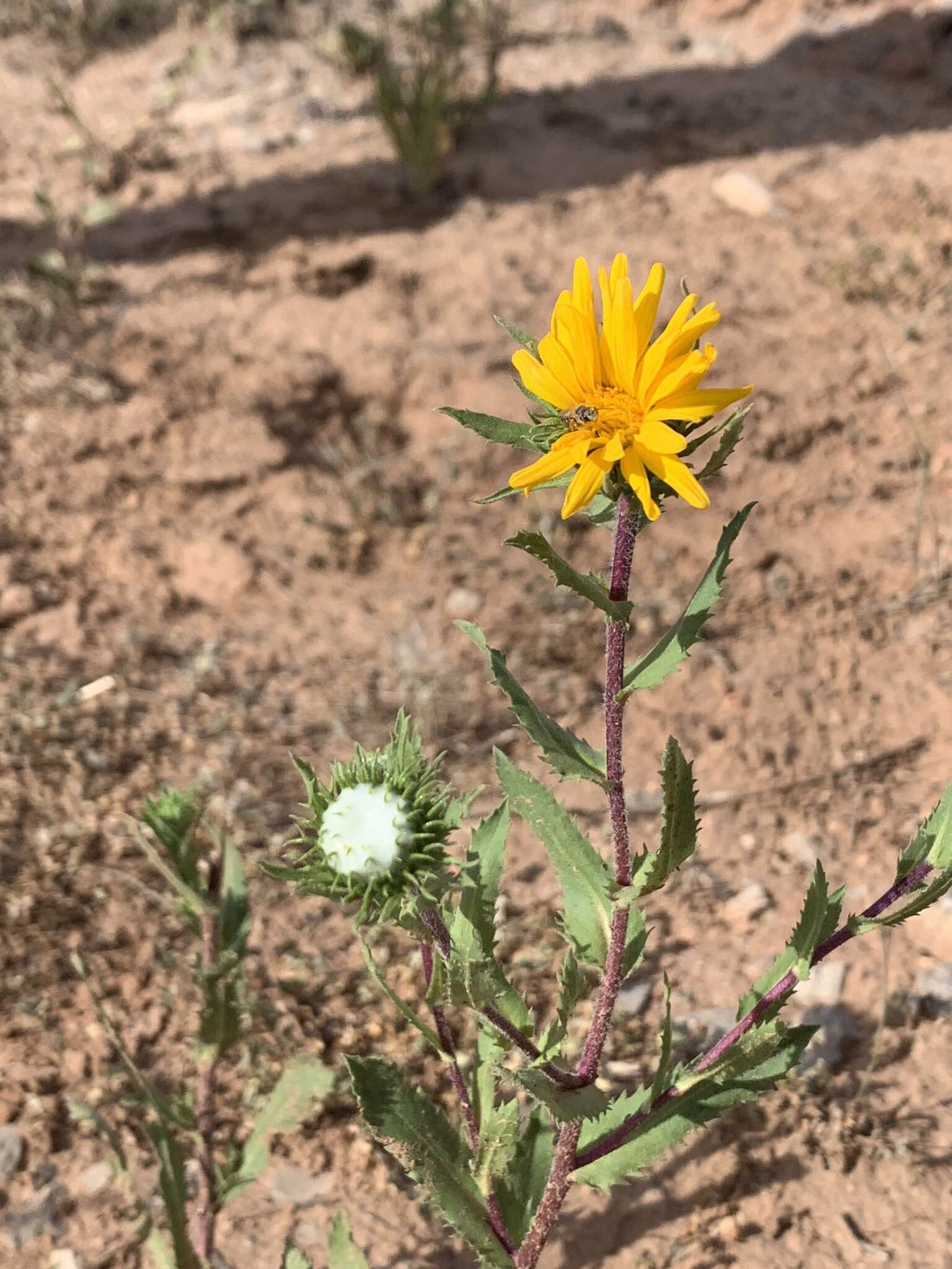 Image of rough gumweed