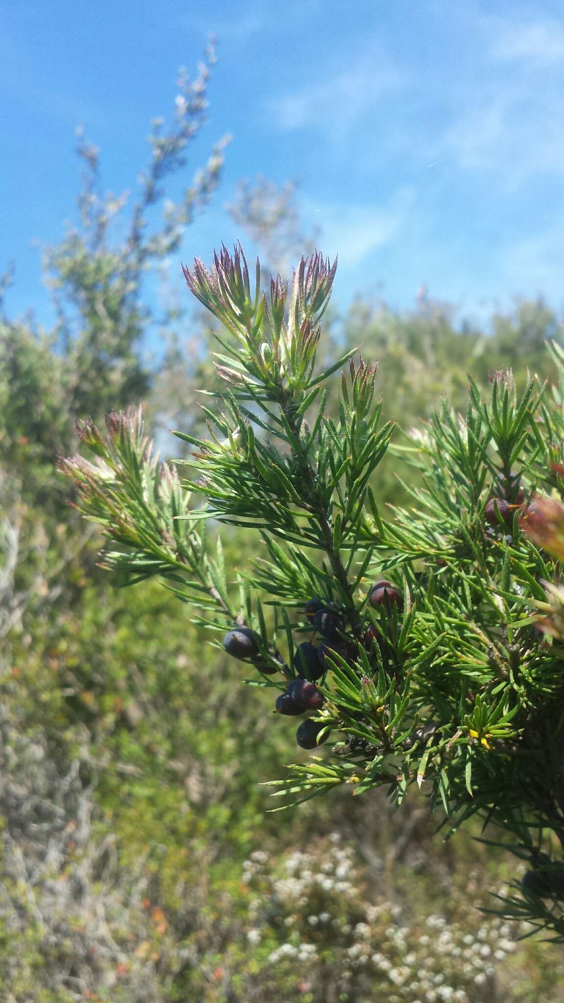 Imagem de Persoonia juniperina Labill.