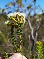 Image of Berzelia cordifolia Schltdl.