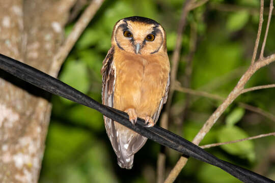 Image of Buff-fronted Owl