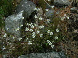 Imagem de Sabulina verna (L.) Rchb.