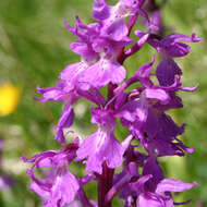 Image de Orchis mascula subsp. speciosa (Mutel) Hegi