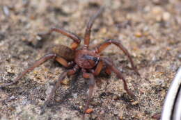 Image of Blakistonia aurea Hogg 1902