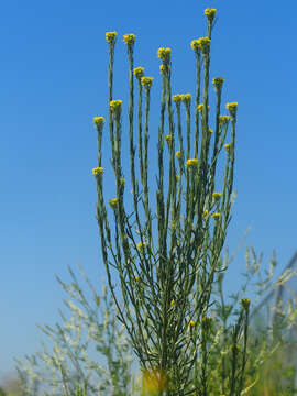 Image of hard wallflower