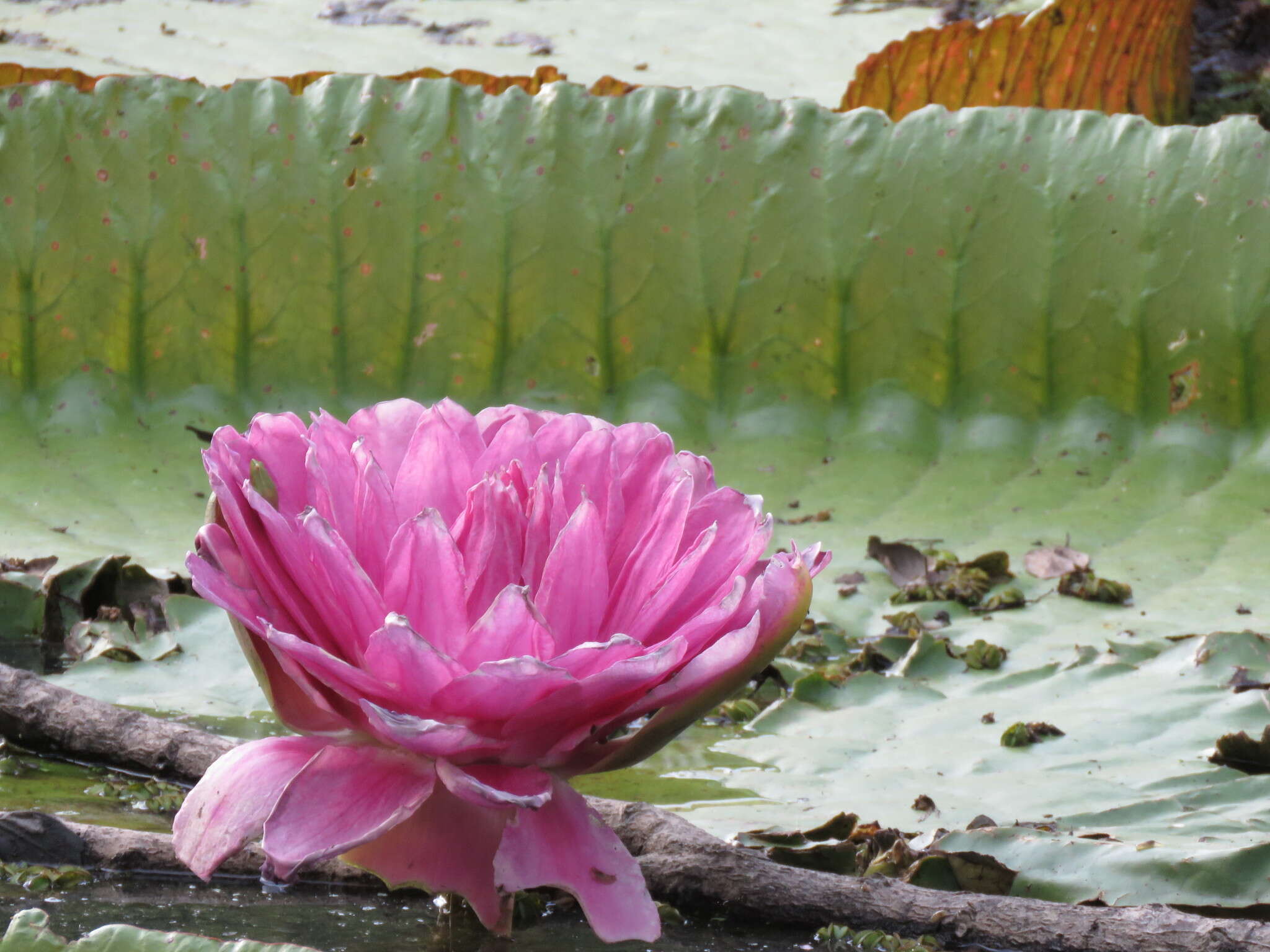 Image of Victoria boliviana Magdalena & L. T. Sm.