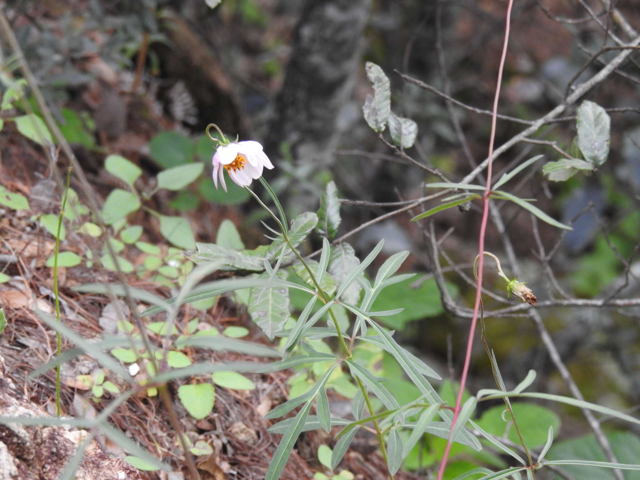 Image of Cosmos palmeri Robinson