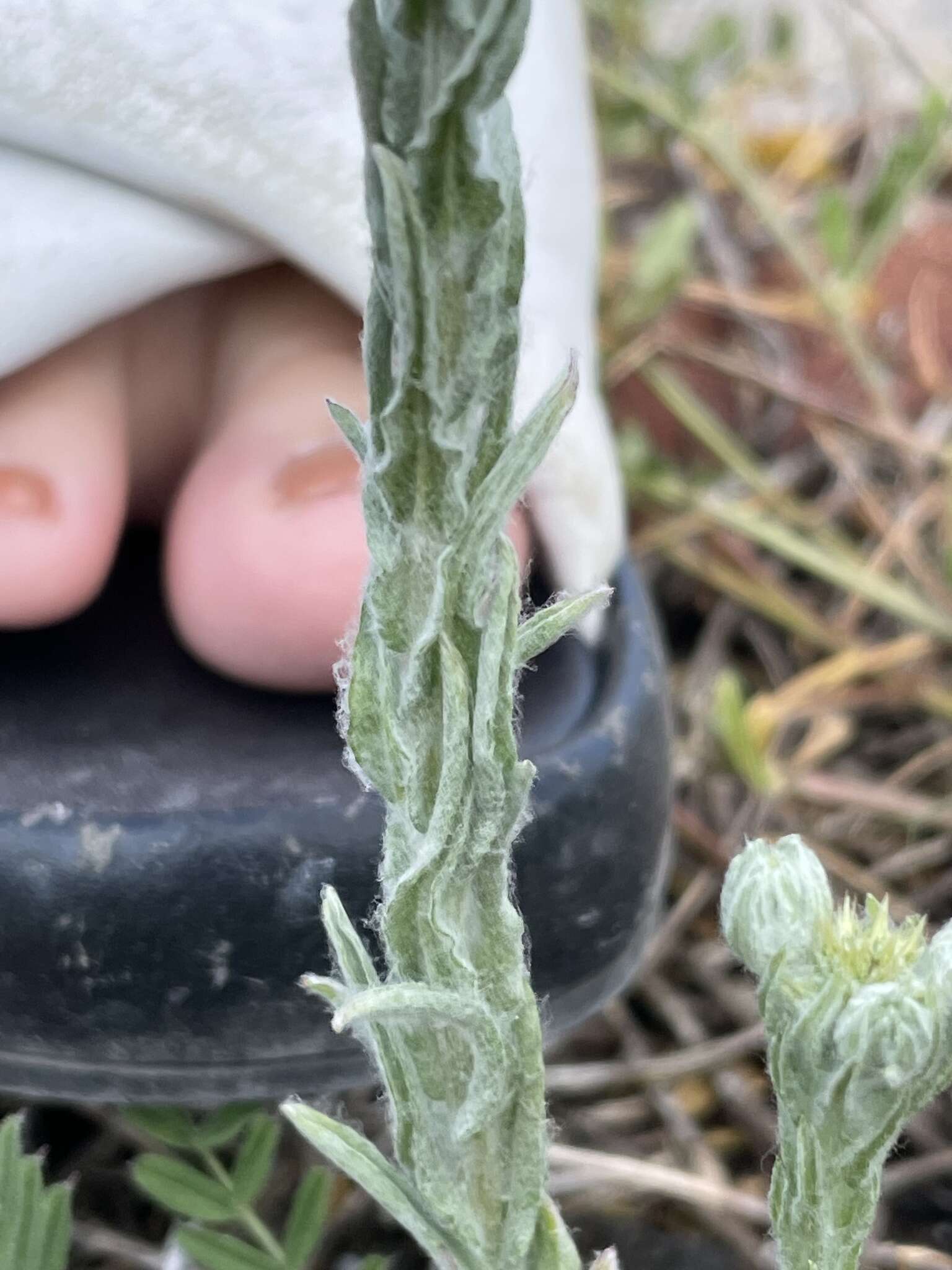 Image of common cottonrose