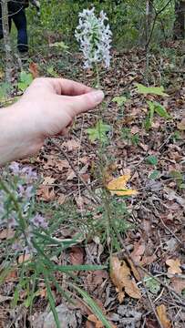 Image of Liatris hesperelegans G. L. Nesom