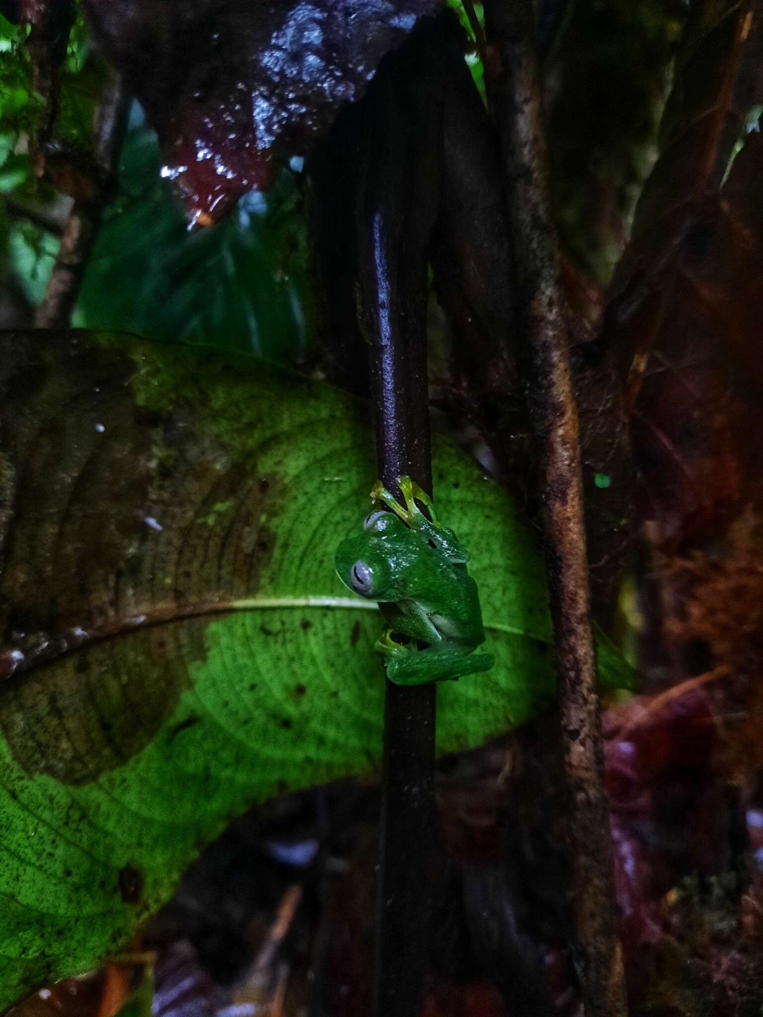 Image of Posada’s Glassfrog