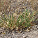 Imagem de Astragalus oophorus var. caulescens (M. E. Jones) M. E. Jones