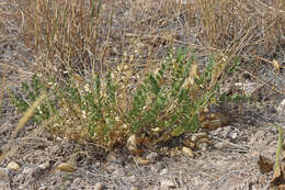 Imagem de Astragalus oophorus var. caulescens (M. E. Jones) M. E. Jones