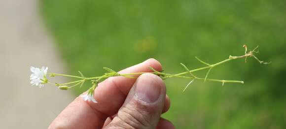 Image of doubtful chickweed