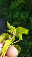 Imagem de Acalypha membranacea A. Rich.