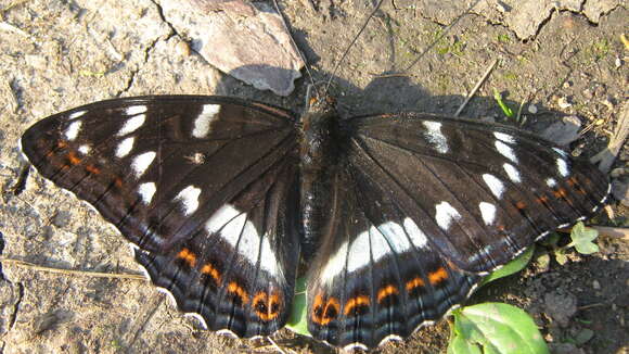 Image of poplar admiral