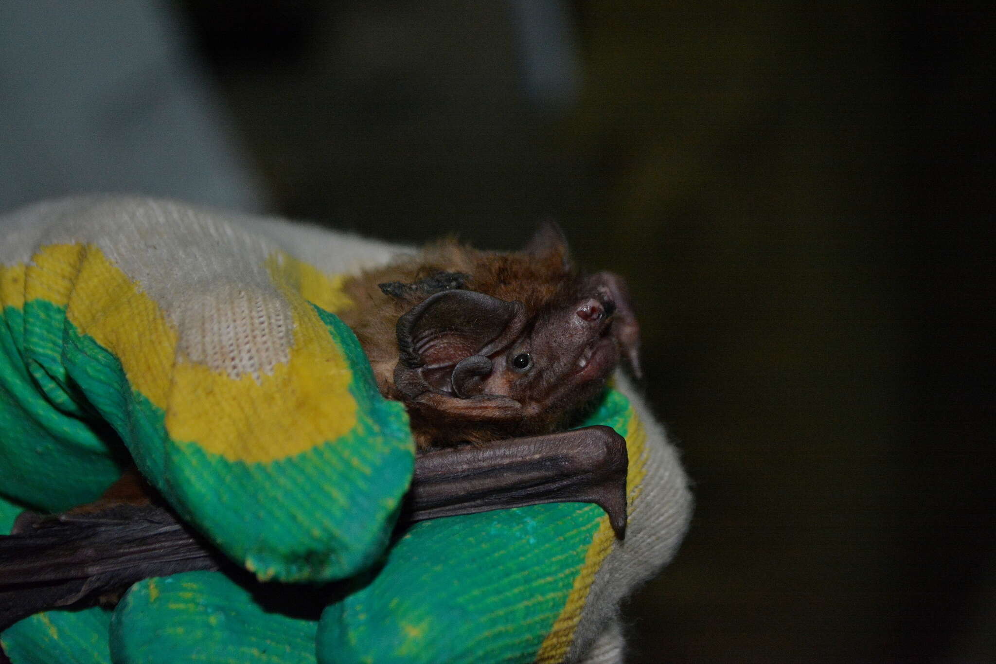 Image of Giant Noctule