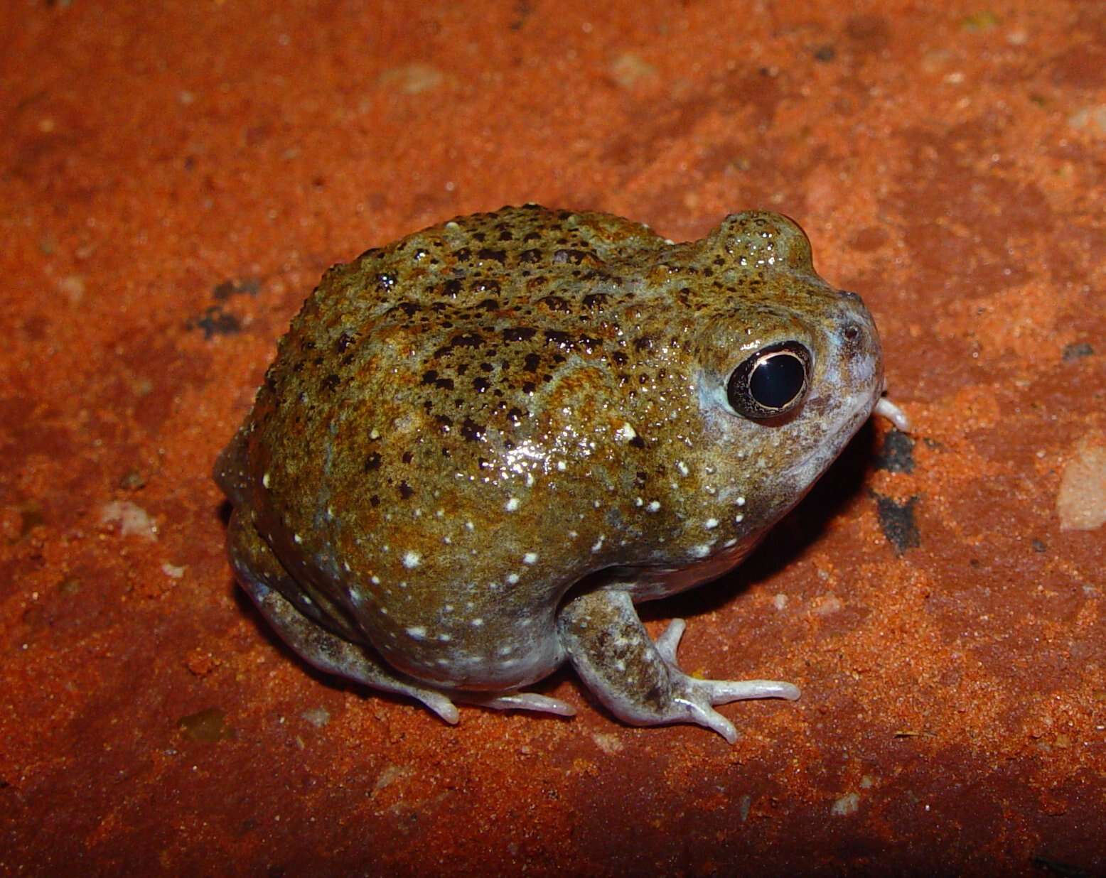 Image of Desert Spadefoot Toad