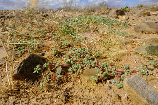 Image of Trianthema parvifolia E. Mey.