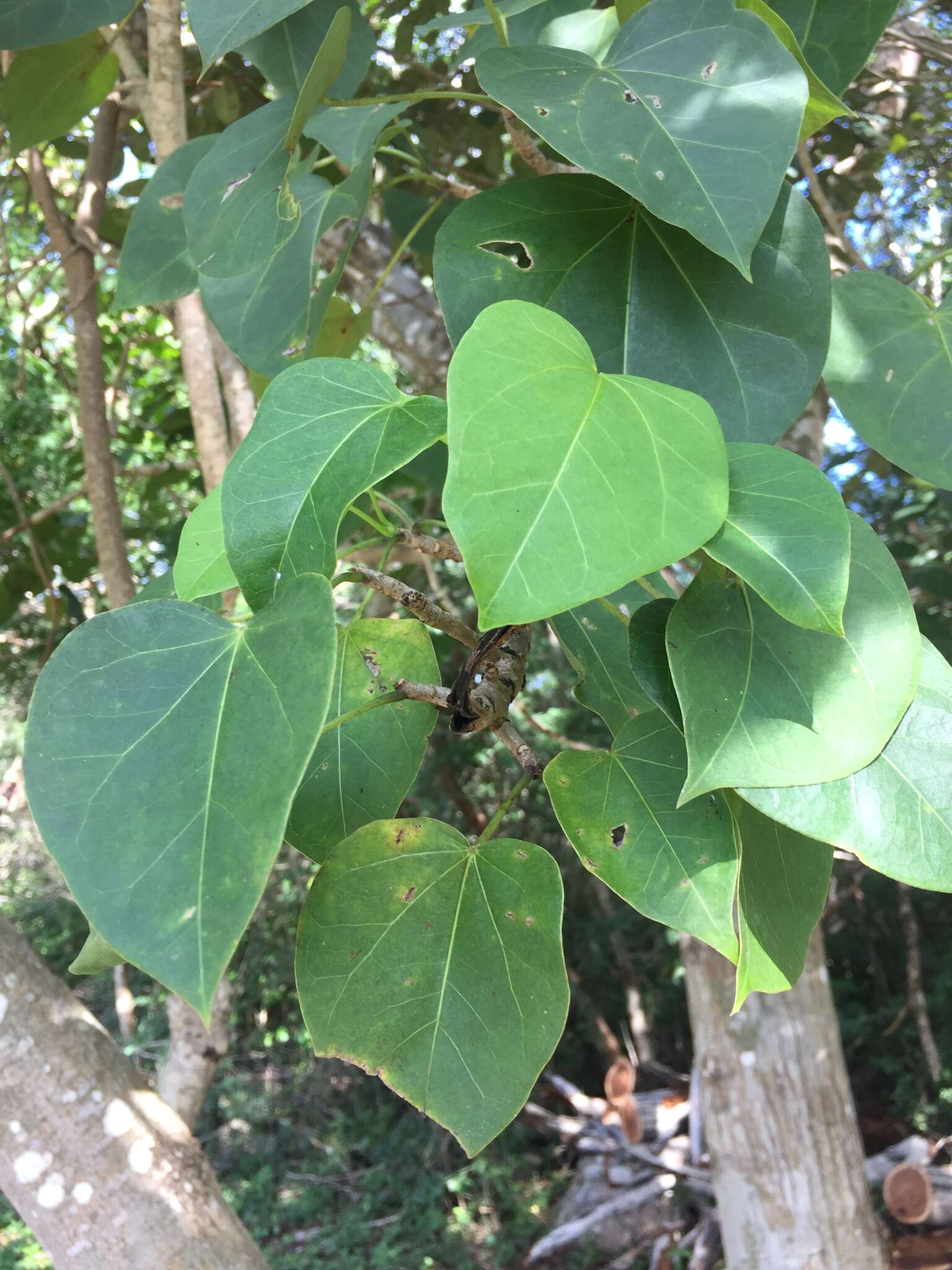 Image of Jatropha gaumeri Greenm.