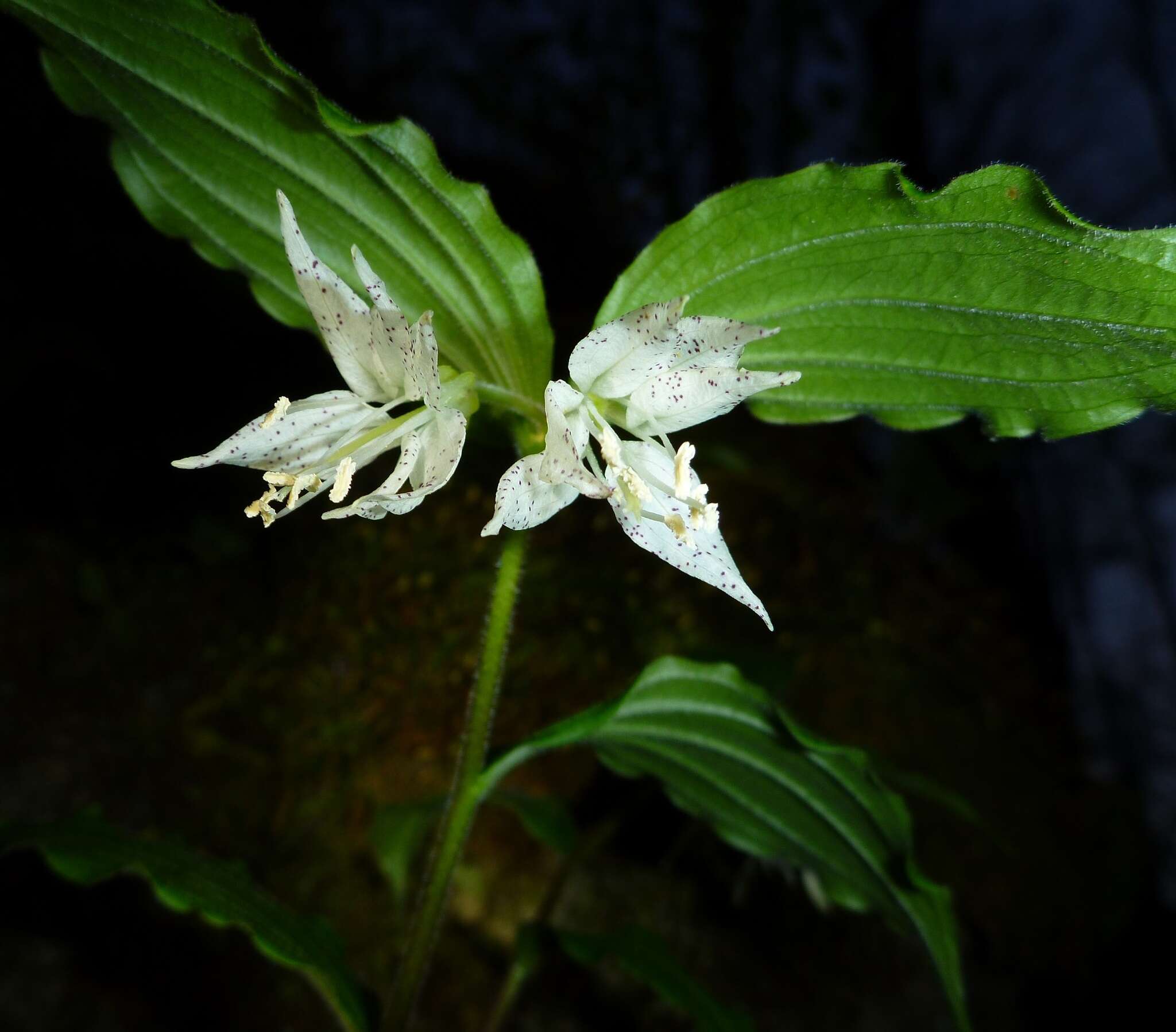 Prosartes maculata (Buckley) A. Gray的圖片